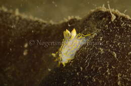 Image of Fourline nudibranch