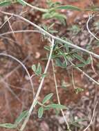 Plancia ëd Indigofera subulata