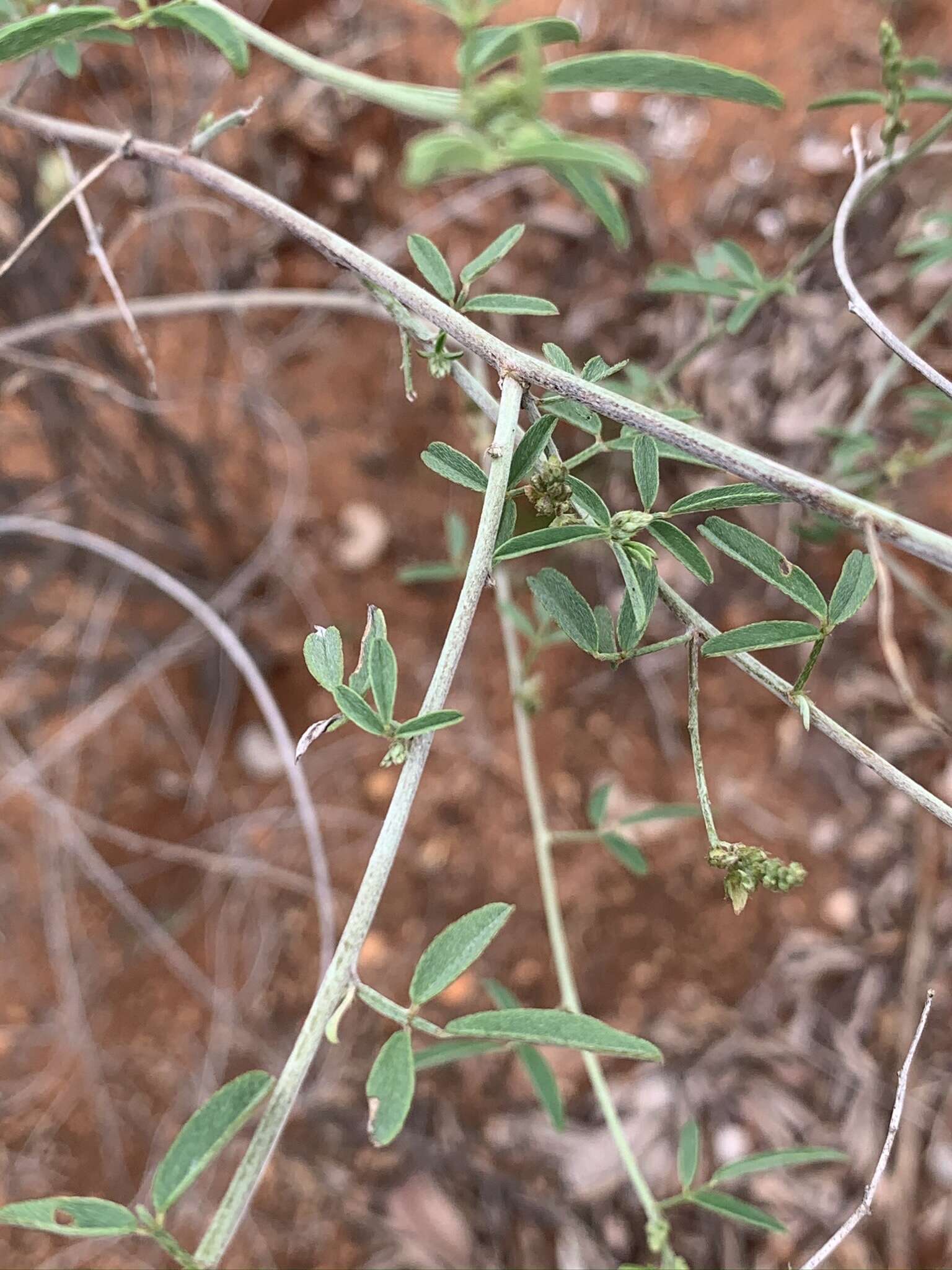 Plancia ëd Indigofera subulata