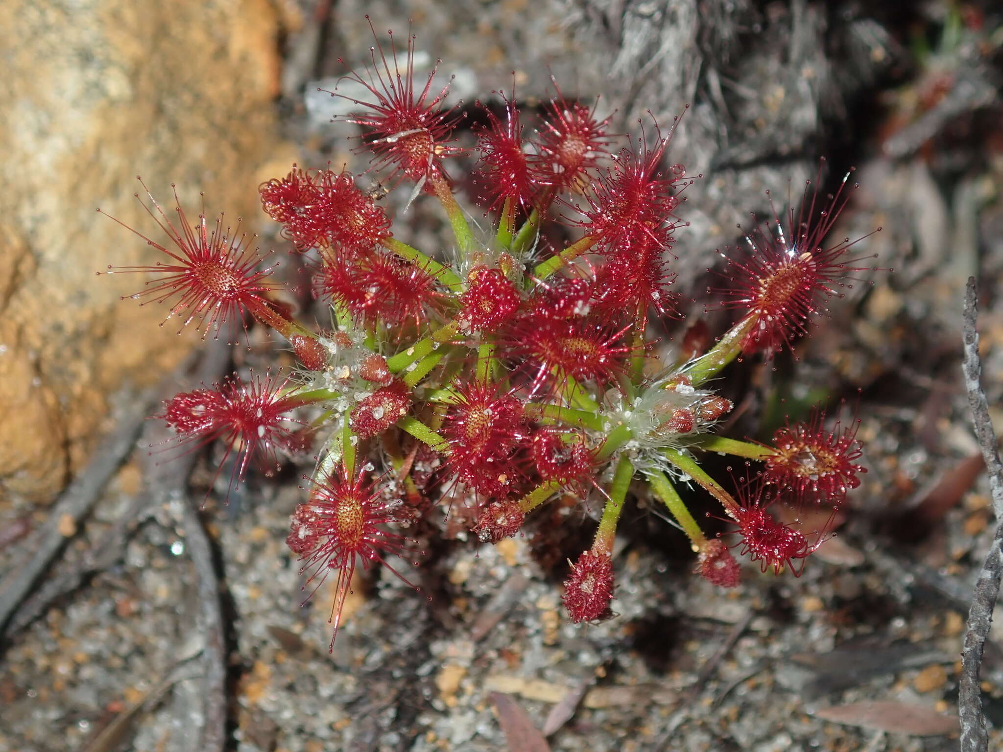 Image of Drosera barbigera Planch.