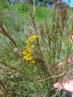 Image of Solidago chilensis Meyen