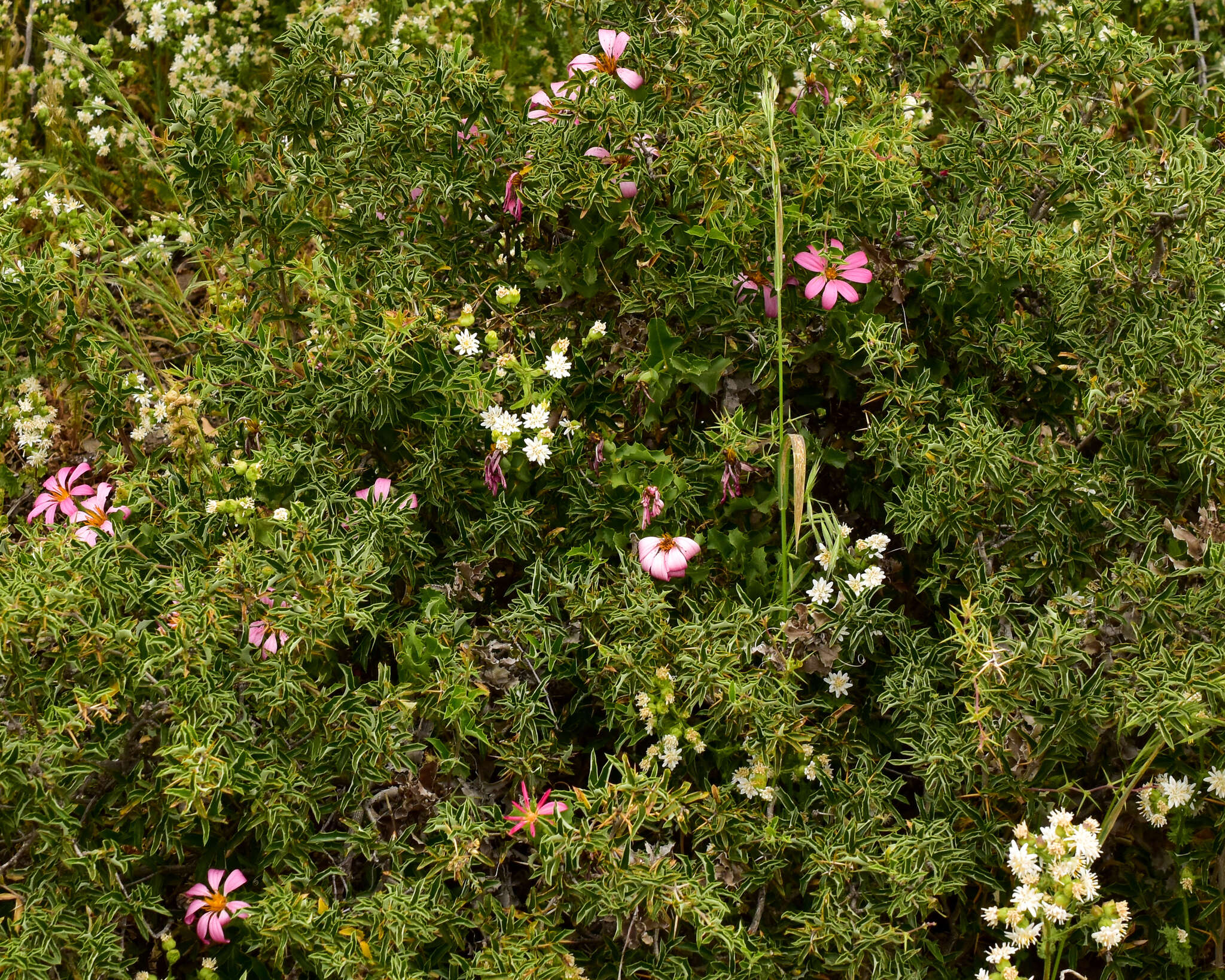 Image de Mutisia ilicifolia var. decandolleana (Phil.) Cabrera