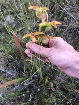 Image of Wherry's pitcherplant