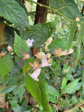 <i>Strobilanthes pentastemonoides</i> (Nees) T. Anderson resmi