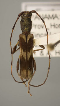 Image of <i>Eucharassus wappesi</i> Monné M. L. 2007