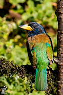 Image of Great Barbet