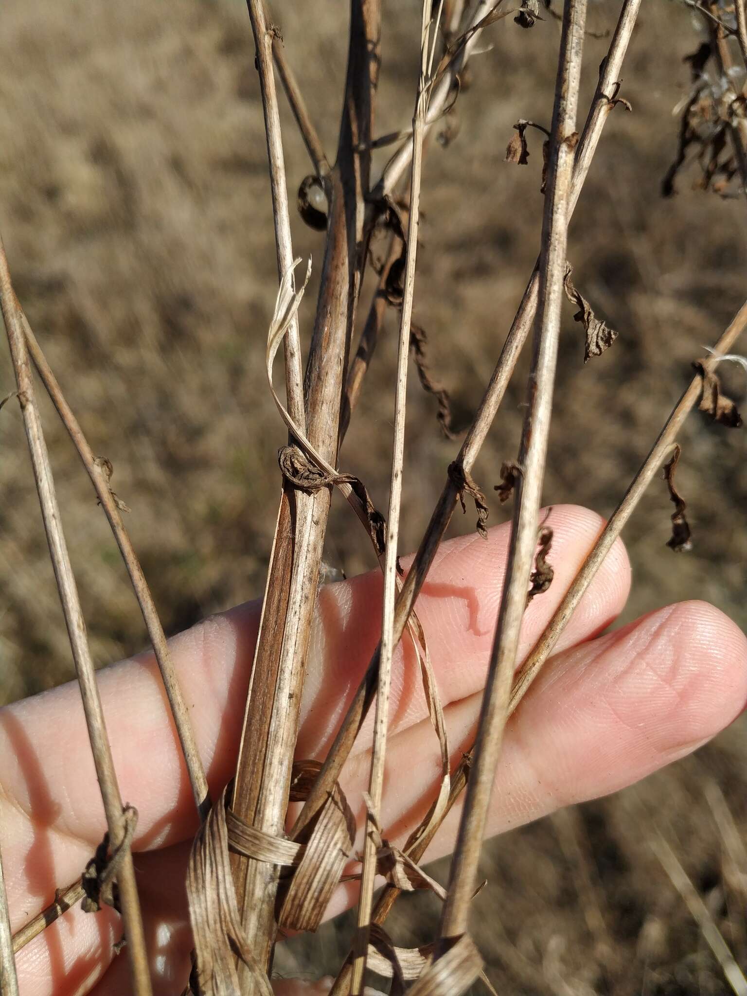 Image of Epilobium lamyi F. W. Schultz