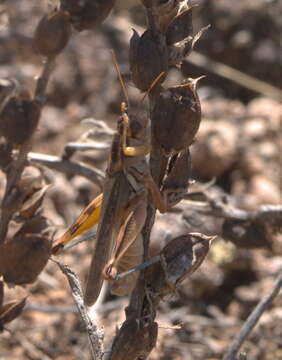 Image de Melanoplus packardii Scudder & S. H. 1878