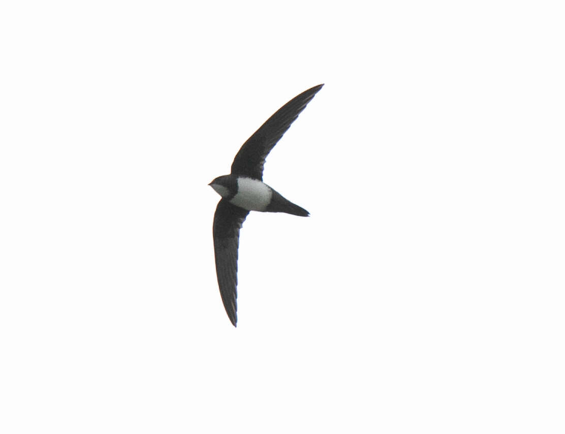 Image of Alpine swift