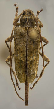 Image of <i>Sympleurotis wappesi</i> Júlio & Monné 2005