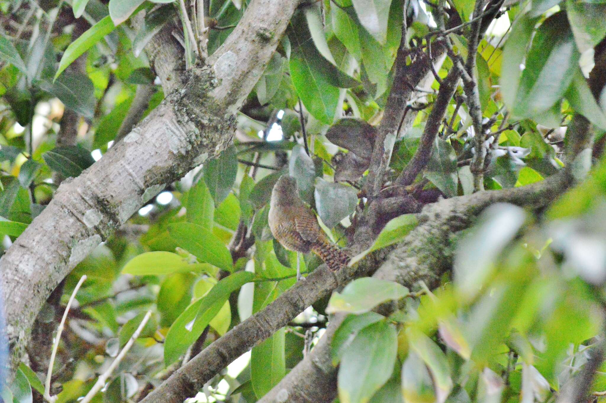 Image of Buff-breasted Wren