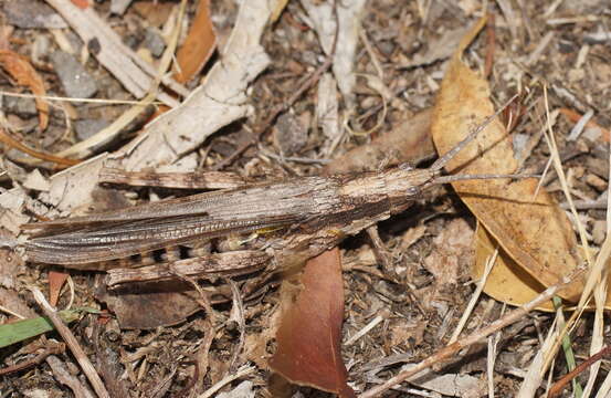 Image of Coryphistes ruricola (Burmeister & H. 1838)