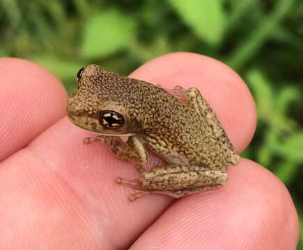 Image of marbled tree frog