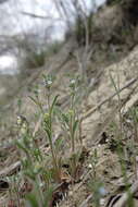 Image of Lappula patula (Lehm.) Gürke