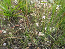 Image of Phyllopodium multifolium Hiern