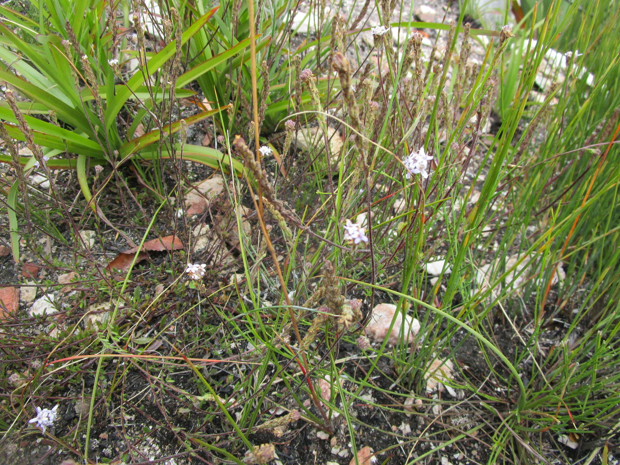 Слика од Phyllopodium multifolium Hiern