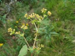 Image of broadtooth lady's mantle