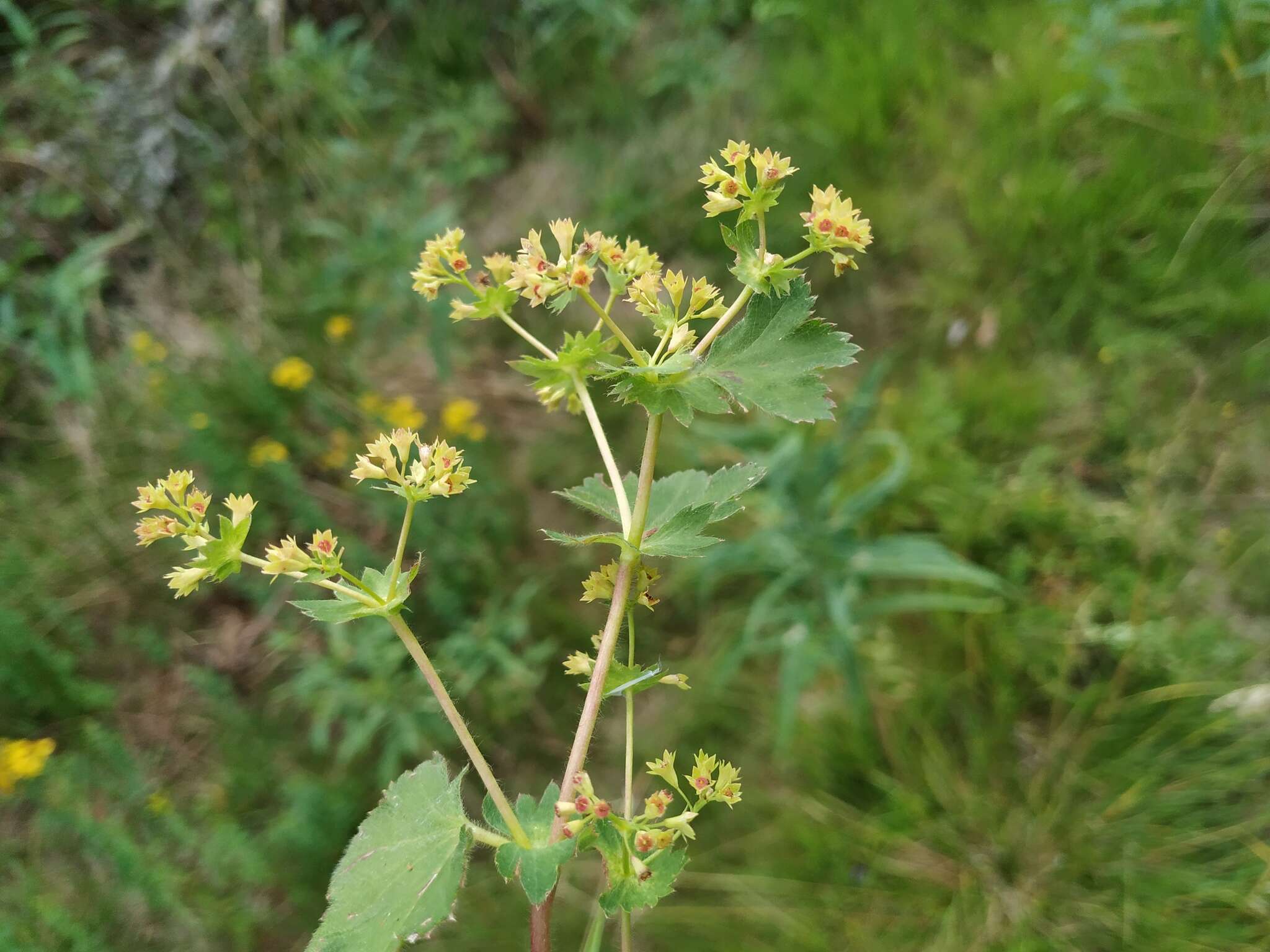 Image of broadtooth lady's mantle