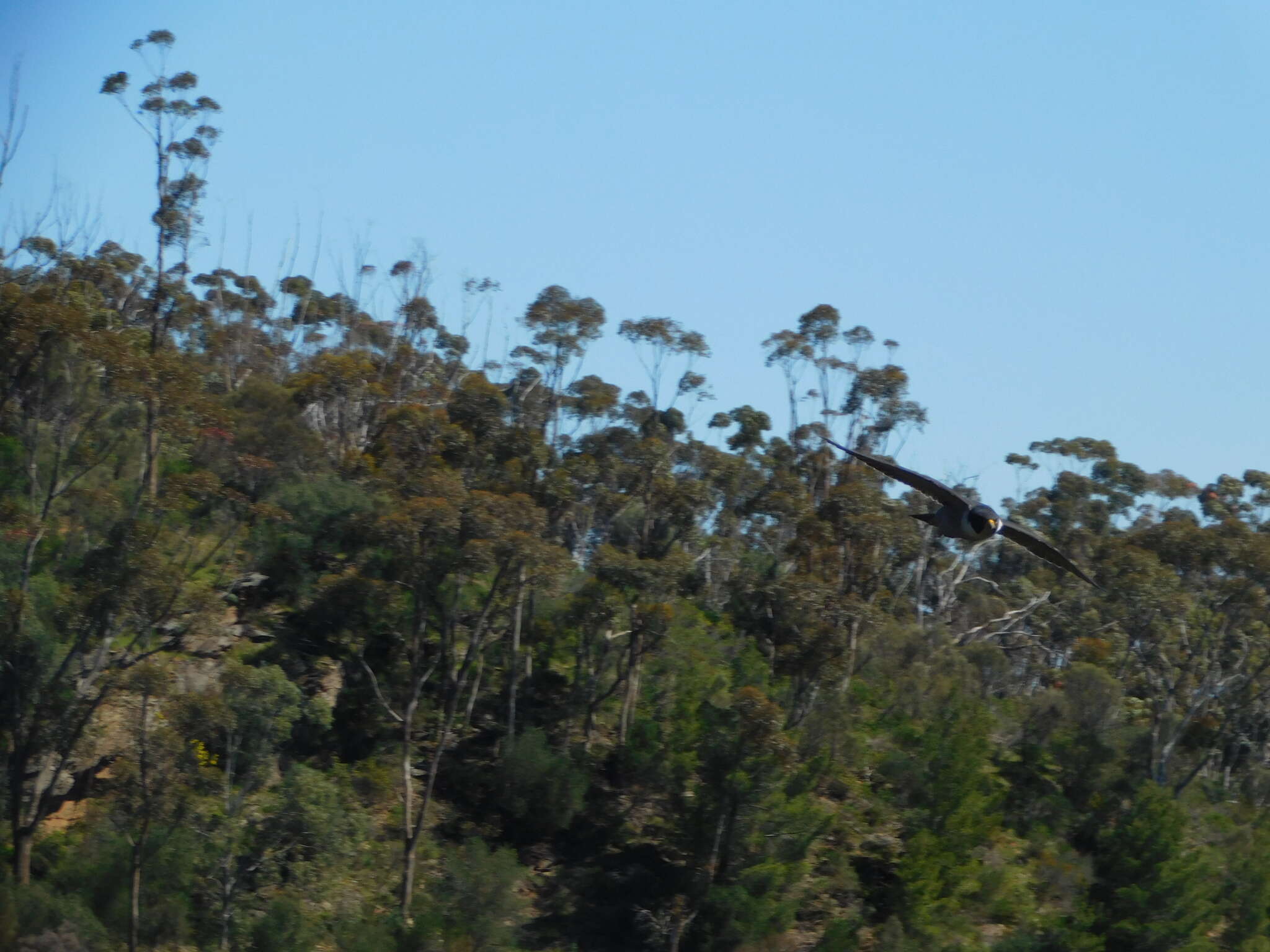 Image of Falco peregrinus macropus Swainson 1838