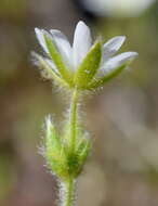 صورة Cerastium brachypetalum Desf. ex Pers.