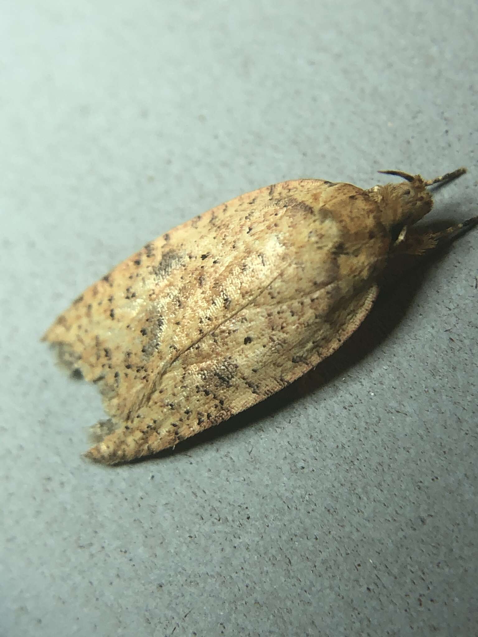 Image of Thelma's Agonopterix