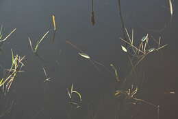 Image of Narrowleaf Water-plantain