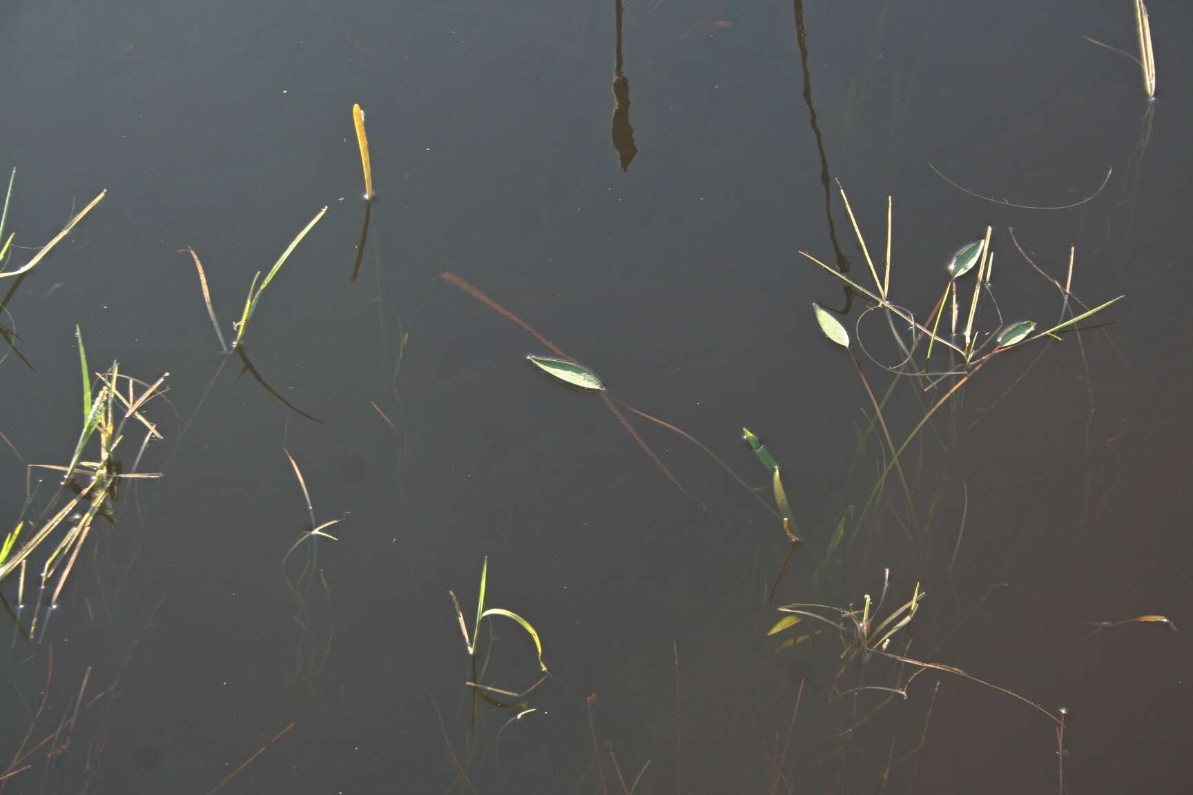 Image of Narrowleaf Water-plantain