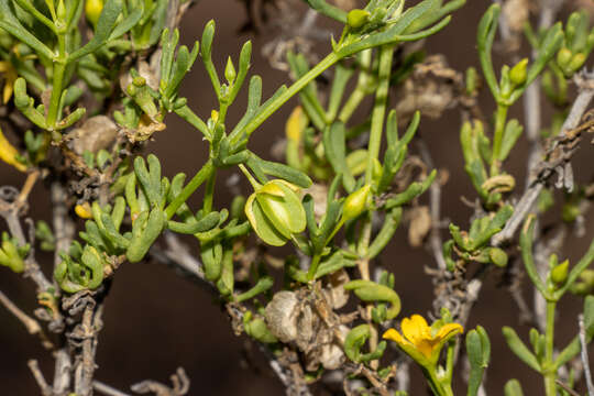 Image of Roepera aurantiaca subsp. aurantiaca