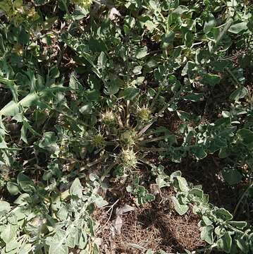 Image of Centaurea urvillei DC.