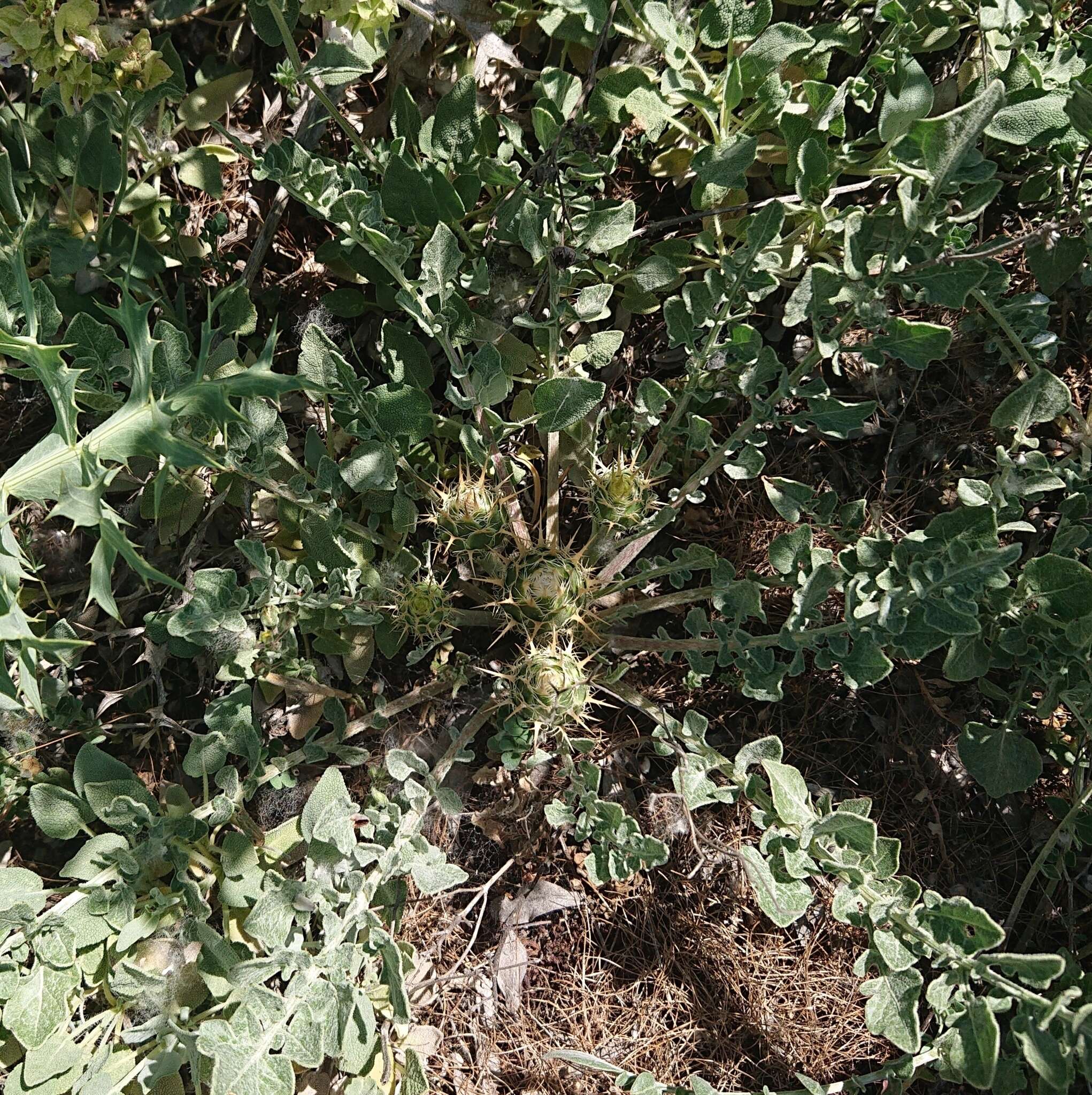 Image of Centaurea urvillei DC.