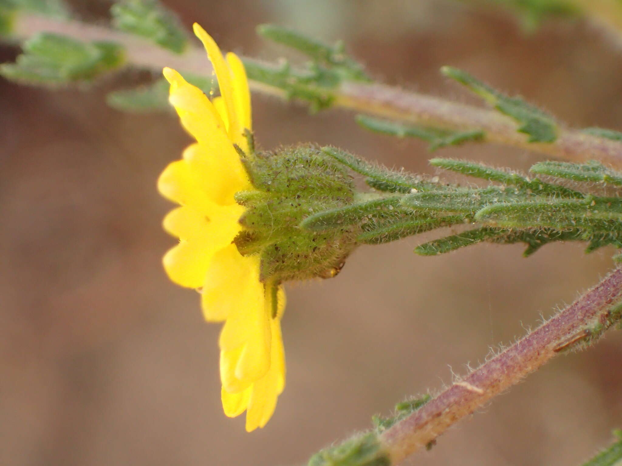 Image of grassland tarweed