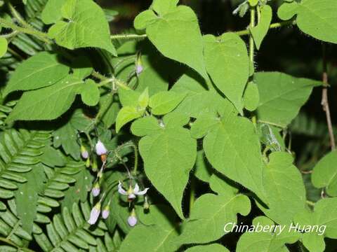 Image de Solanum lyratum Thunb.