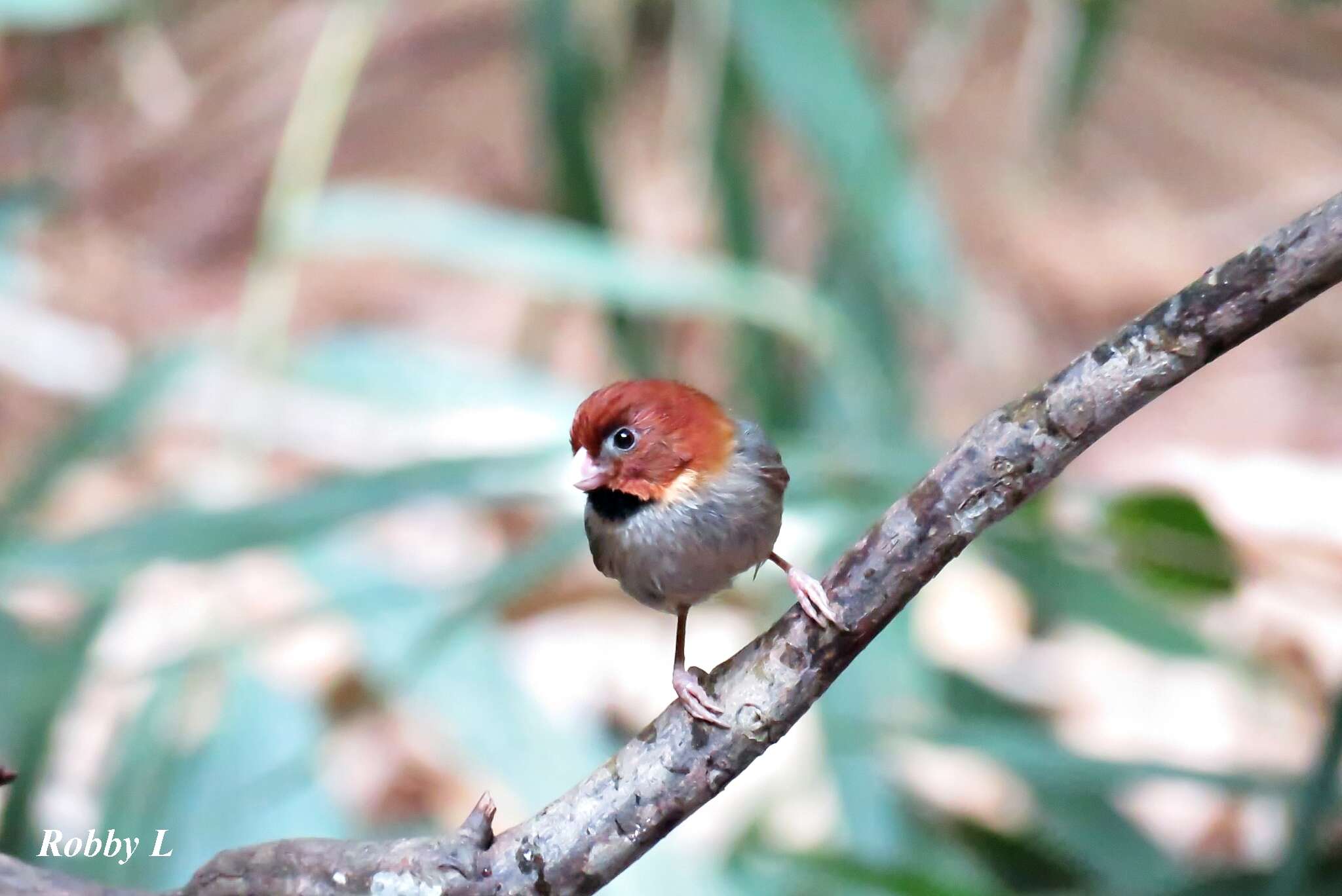 Image of Short-tailed Parrotbill