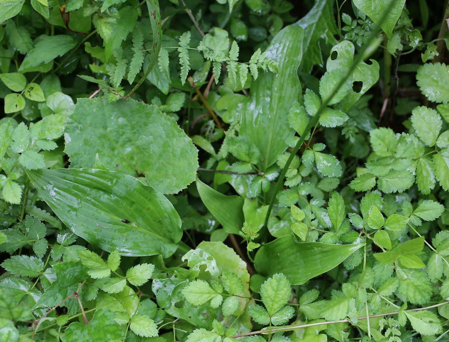 Image of Hosta sieboldii (Paxton) J. W. Ingram