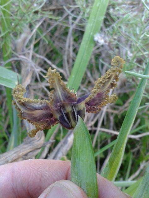 صورة Ferraria crispa Burm.