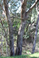 صورة Eucalyptus microcarpa (Maiden) Maiden