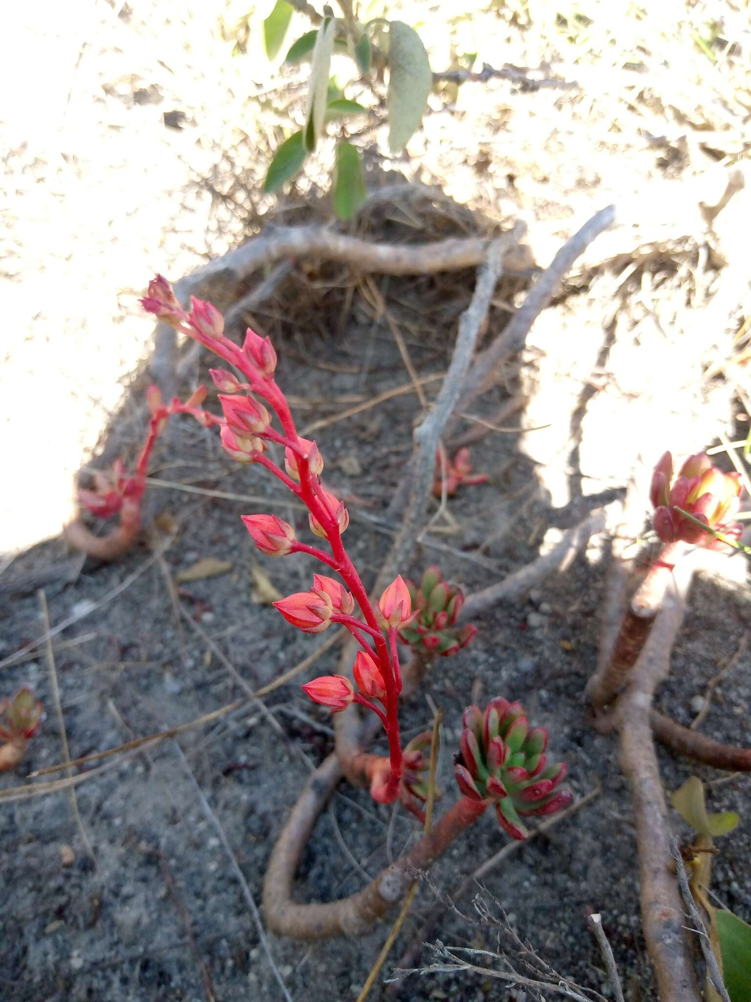 Image of Echeveria quitensis (Kunth) Lindley