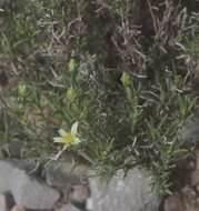 Zinnia citrea A. M. Torres resmi