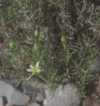 Zinnia citrea A. M. Torres resmi