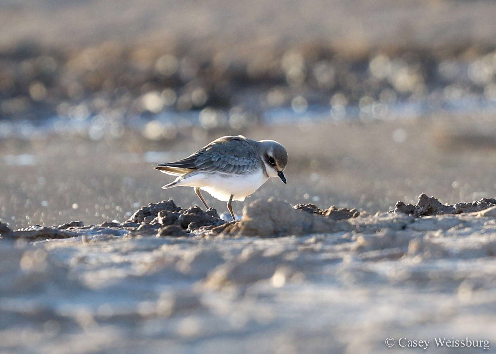 Image of Lesser Sand Plover