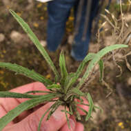 Plancia ëd Benitoa occidentalis (H. M. Hall) Keck