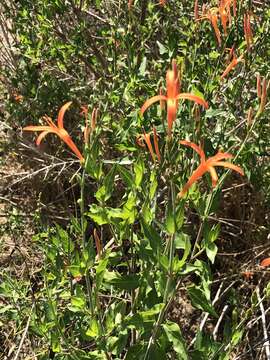 Anisacanthus quadrifidus var. wrightii (Torr.) J. Henrickson resmi