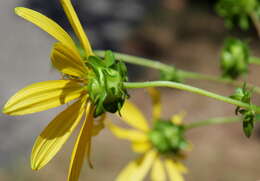 Image de Silphium asteriscus var. simpsonii (Greene) J. A. Clevinger