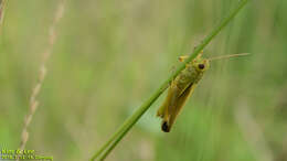 Image of Stethophyma magister (Rehn & J. A. G. 1902)