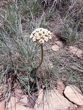 صورة Asclepias fallax (Schltr.) Schltr.