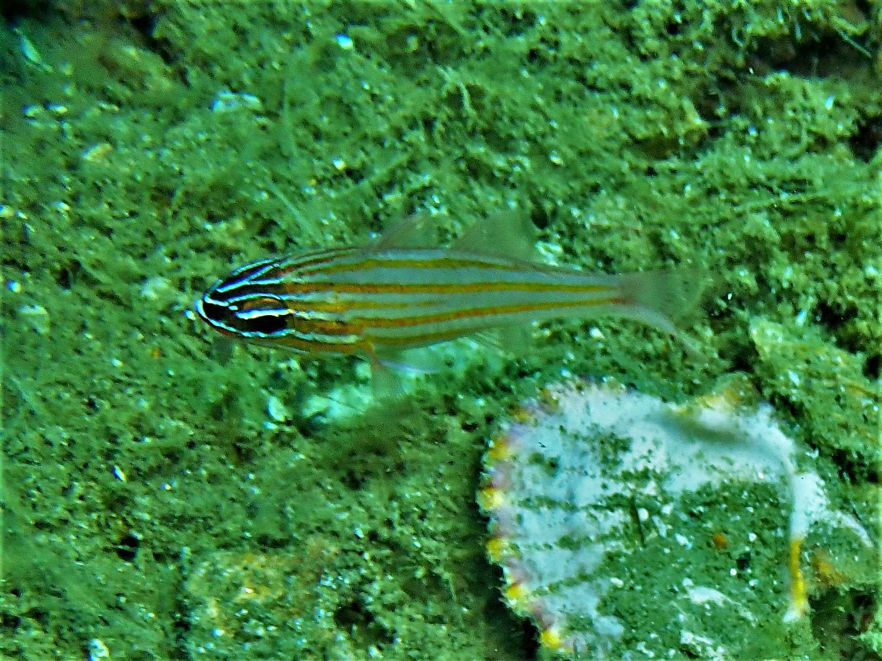 Image of Apogon cyanosoma