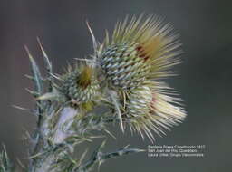 Image of Cirsium rhaphilepis (Hemsl.) Petr.