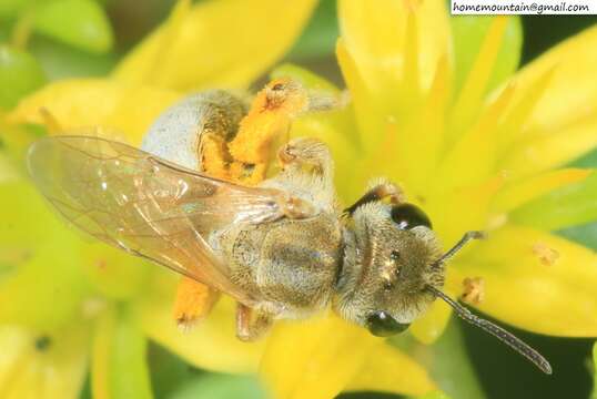 Image of Halictus pseudovestitus Blüthgen 1925