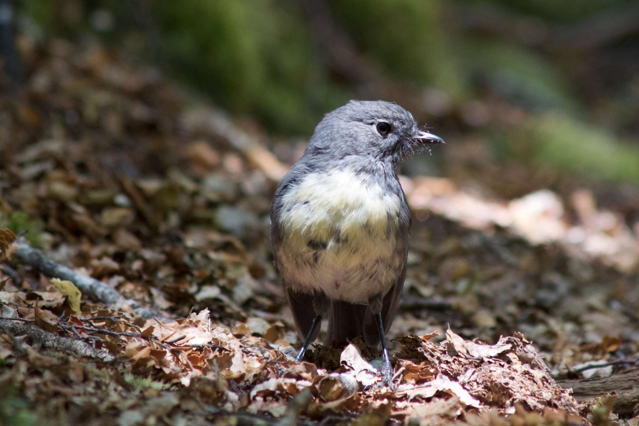 Petroica australis australis (Sparrman 1788)的圖片