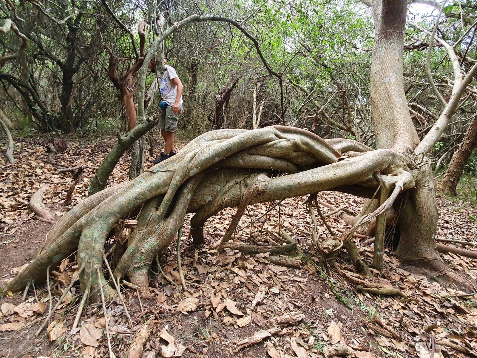 Image of Ficus luschnathiana (Miq.) Miq.